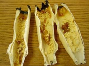 ear candling residue.